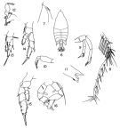 Espèce Arietellus aculeatus - Planche 1 de figures morphologiques