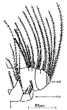 Espèce Acartia (Acartiura) longiremis - Planche 11 de figures morphologiques