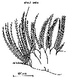 Species Temora stylifera - Plate 23 of morphological figures