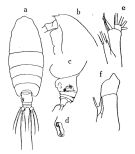 Espèce Euchirella truncata - Planche 1 de figures morphologiques