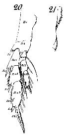 Espèce Calanus helgolandicus - Planche 14 de figures morphologiques