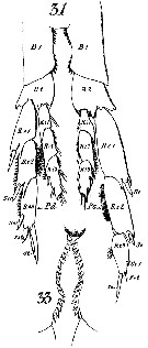 Species Calanus finmarchicus - Plate 24 of morphological figures