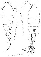 Species Centropages ponticus - Plate 3 of morphological figures
