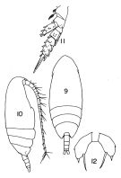 Species Scolecithricella minor - Plate 1 of morphological figures