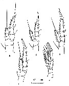 Espèce Centropages ponticus - Planche 7 de figures morphologiques