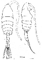Species Centropages ponticus - Plate 9 of morphological figures