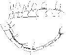 Espèce Centropages ponticus - Planche 12 de figures morphologiques