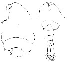 Espèce Centropages ponticus - Planche 10 de figures morphologiques