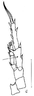 Espèce Centropages ponticus - Planche 22 de figures morphologiques