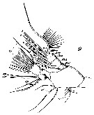 Espèce Neocalanus gracilis - Planche 30 de figures morphologiques