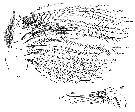 Species Neocalanus gracilis - Plate 31 of morphological figures