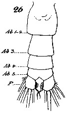 Espèce Neocalanus gracilis - Planche 33 de figures morphologiques
