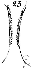 Species Calanus hyperboreus - Plate 12 of morphological figures
