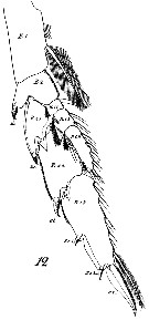 Espèce Neocalanus gracilis - Planche 35 de figures morphologiques