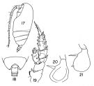 Espèce Pseudoamallothrix ovata - Planche 3 de figures morphologiques
