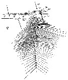 Espèce Neocalanus gracilis - Planche 36 de figures morphologiques