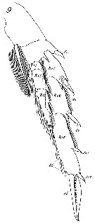 Species Nannocalanus minor - Plate 27 of morphological figures