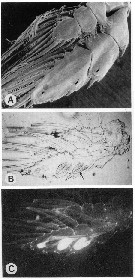 Espèce Euaugaptilus magnus - Planche 12 de figures morphologiques