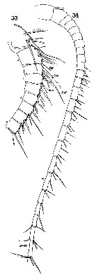 Espèce Isias clavipes - Planche 7 de figures morphologiques