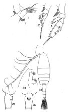 Species Euchaeta wrighti - Plate 1 of morphological figures