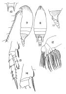 Espèce Aetideus acutus - Planche 1 de figures morphologiques