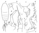 Espèce Euchirella formosa - Planche 1 de figures morphologiques