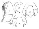 Species Archescolecithrix auropecten - Plate 2 of morphological figures