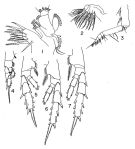 Species Aetideus pacificus - Plate of morphological figures