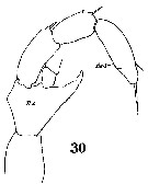 Espèce Lucicutia longicornis - Planche 7 de figures morphologiques
