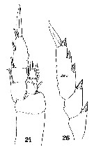 Espèce Lucicutia clausi - Planche 19 de figures morphologiques