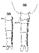 Espèce Clausocalanus furcatus - Planche 17 de figures morphologiques
