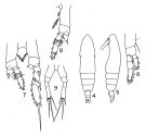 Species Calocalanus tenuis - Plate 1 of morphological figures