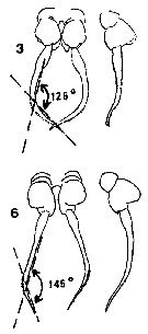 Espèce Drepanopus pectinatus - Planche 15 de figures morphologiques