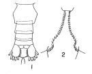 Espèce Calanus glacialis - Planche 1 de figures morphologiques
