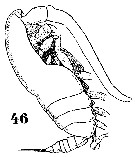 Species Calocalanus styliremis - Plate 13 of morphological figures