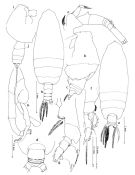 Espèce Euchirella curticauda - Planche 3 de figures morphologiques