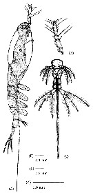 Species Cymbasoma gracile - Plate 2 of morphological figures