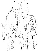 Espèce Lucicutia flavicornis - Planche 32 de figures morphologiques
