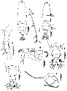 Espèce Acartia (Odontacartia) erythraea - Planche 10 de figures morphologiques
