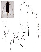 Espèce Acartia (Acartia) negligens - Planche 18 de figures morphologiques