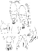 Species Candacia bradyi - Plate 5 of morphological figures