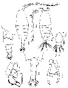 Species Candacia discaudata - Plate 5 of morphological figures