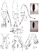 Espèce Centropages calaninus - Planche 13 de figures morphologiques