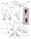 Espèce Centropages dorsispinatus - Planche 2 de figures morphologiques
