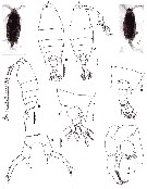 Species Labidocera acuta - Plate 29 of morphological figures