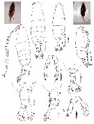 Espèce Labidocera laevidentata - Planche 6 de figures morphologiques
