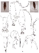 Espèce Labidocera minuta - Planche 17 de figures morphologiques