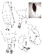 Species Labidocera sp.1 - Plate 1 of morphological figures