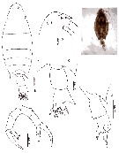 Espèce Labidocera sp.3 - Planche 1 de figures morphologiques