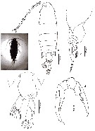 Espèce Pontella danae - Planche 10 de figures morphologiques